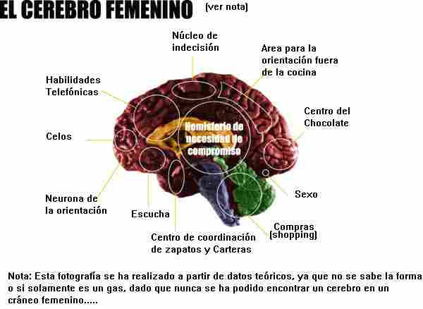 Cerebro Femenino