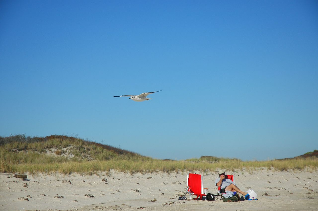 the gull and beach visitor