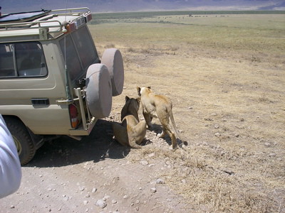 two lions behind trucks on Serengetti