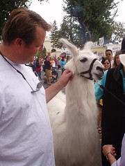 Murray and llama