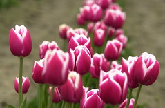 Bunga-Bunga Tulip