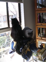 Artemis and Ares in the window