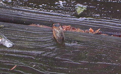 First cicada siting