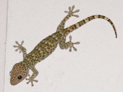 Samui Gecko