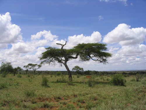 Park of Kenya