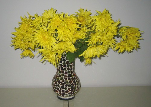  chrysanthemum
