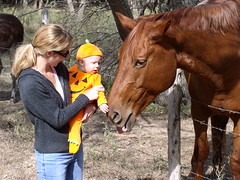 Holden pets big brown horse