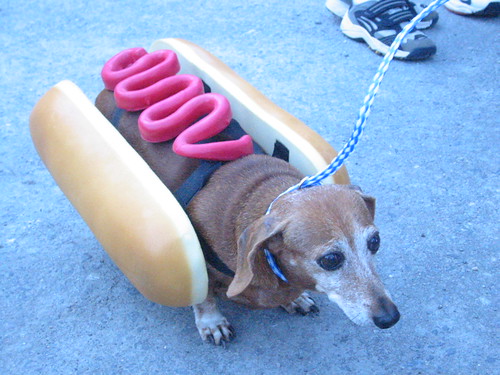 hotdog dog