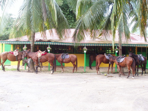 Pineapple Stables