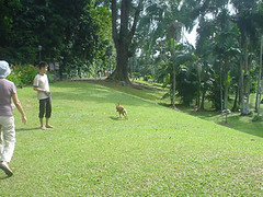 Koda @ Singapore's Botanical Garden