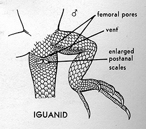 Iguanid ventral graphic
