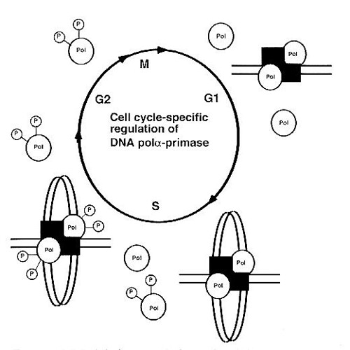 CycleSpecPhosDNA