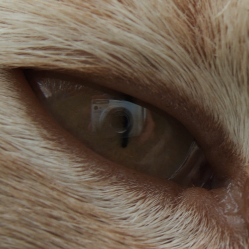 Camera Eye Cat