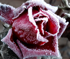 Frosted Rose (by wit)