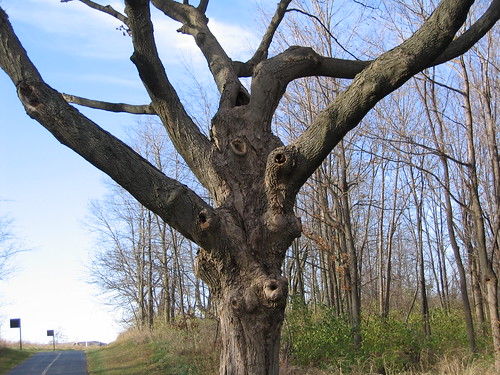 Scary Tree
