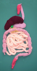 Knitted digestive system