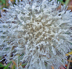 frosty dandelion