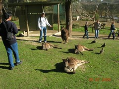 Bersama kangaroo2 yg malas di Ballarat Wildlife Park, Australia