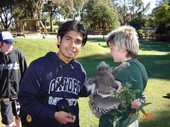 Bersama koala bear di Ballarat Wildlife Park, Australia