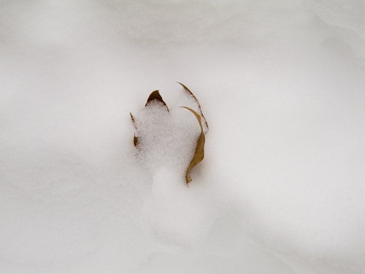 leaf buried in snow
