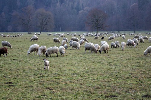 Landscape with sheep (another one)
