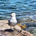Ibiza - Seagull