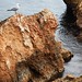 Ibiza - Pareja de gaviotas Es Canar DSC_1088