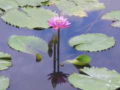 Waterlily: Pink 03