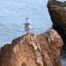 Ibiza - Gaviota con piedra en el pico DSC_1087