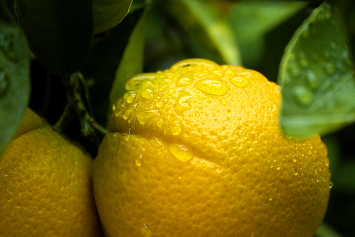Oranges - nearly ripe