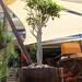 Ibiza - Tree