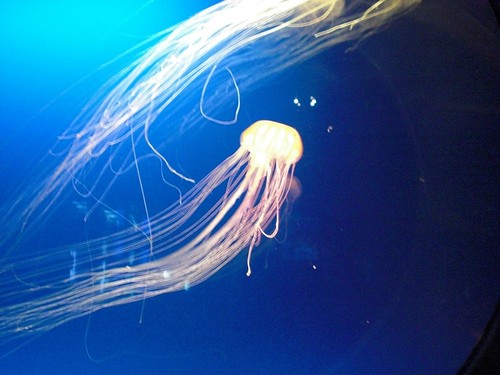 Kaiyukan: Jellyfishes 03