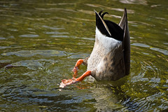 The End of the Matter -- Dining Duck