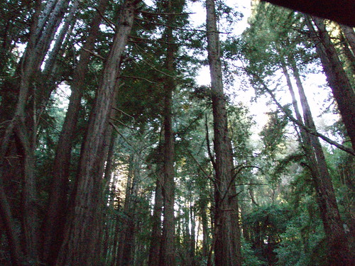 Redwoods on Old La Honda Road