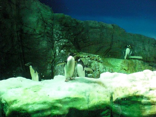 Kaiyukan: Penguins