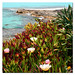 Formentera - Strandblüte