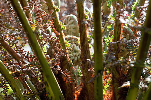 Tree Fern - Dicksonia antarctica - new fronds - 3 May 2010