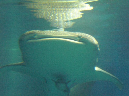 Kaiyukan: Whale shark 01