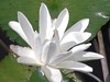 Waterlily: White