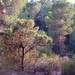 Ibiza - Summer forest