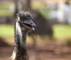 Emu look