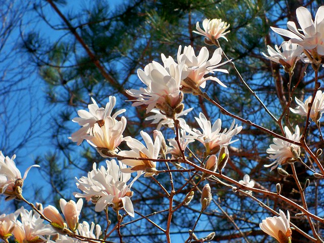saucer magnolia tree facts. magnolia tree facts
