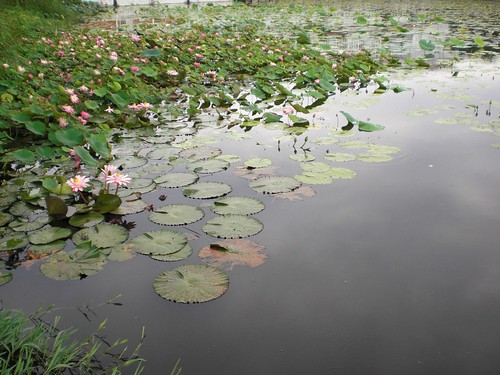 A pool with lotuses and waterlilies