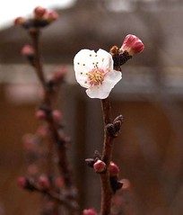 Peach Blossom 3, 2/16/06
