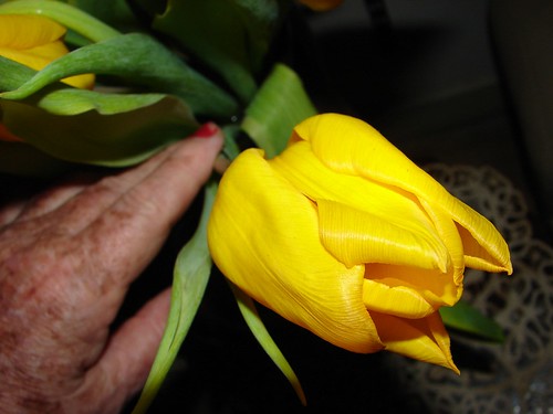 Pour isoler une tulipe