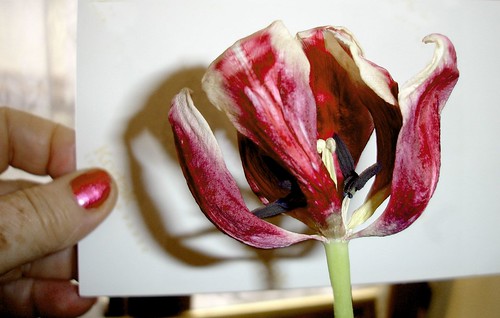 Vieux tulips devant la feuille blanche