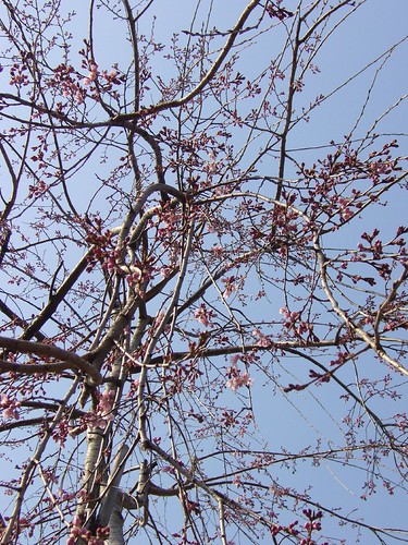 枝垂桜を下から見上げて