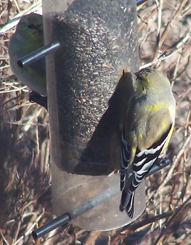 Early Spring Male Goldfinch Backside 2