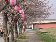 Cherry Blossom #10
