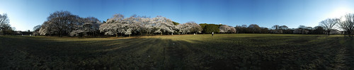 Cherry Blossom - Panorama 10
